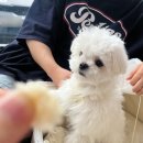 베네치아카페 | 내돈내산 솔직후기 | 경기 광주: 카페베네치아 (카페)