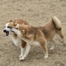 왈가왈부 반려견센터 이미지