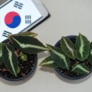 리스타 이미지