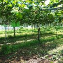 아우라 농장 이미지