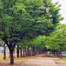 미루나무 이미지