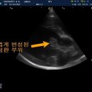 치치펫동물병원 네이버블로그