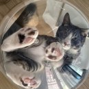 자일의 정 | 아가미적 사랑