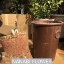 사파동386 | 창원성주동꽃집 극락조 유니온빌리지 뱅갈고무나무 봄맞이화분갈이