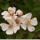 사과꽃향기 이미지