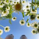걷다보니 | [제주도] 26년 5월 11일 현재 데이지 비체올린 개화상태🌼 (feat. 솔직후기)