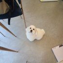 까까펫살롱 이미지