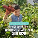 호미농장 | 가을 고구마가 맛있는 계절! 둥이들과 고구마 캐기 체험 후기!경기도 [다정한 금이네 농장]