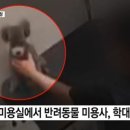 꼬리치는 강아지 이미지