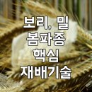 보리밀 이미지