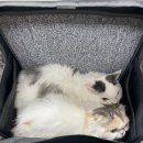 묘신사 그루밍 이미지