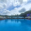 도그 스포지움 이미지