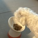 스티브앤스텔라 이미지