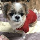 탄벌동 702 | 경기도 광주 탄벌동 애견미용실 그루그루밍(groo grooming)후기