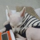 청 애견미용 이미지