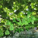 터골농원 이미지