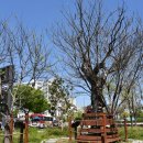 작은나무숲 이미지