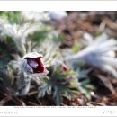 할미꽃 (Pulsatilla koreana) 이미지