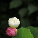 하소백련