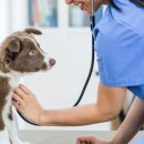 한마음 동물병원 이미지