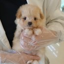 인천강아지분양 홍스퍼피 본점 | 인천애견샵 인천강아지분양홍스퍼피 본점 후기