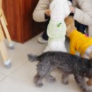 누리애견미용 이미지