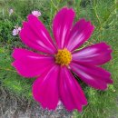 코스모스농원 이미지