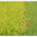 황금물결 농장 이미지