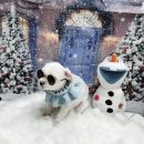 꿈꾸는강아지 이미지