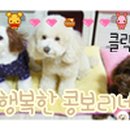 콩보리네