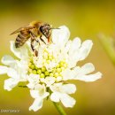 벌떼축산 이미지