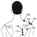 승모근﻿(Trapezius) 이미지