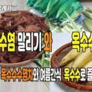 설탕보다 달달한 초당 옥수수 효능 찌는 법 옥수수수염 말리기 이미지