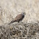 여주-1043 이미지