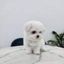 퍼피메이트 안심분양센터 동탄 강아지분양 이미지