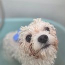 멍테일즈 이미지