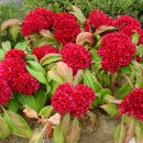 주변 사거리 이미지