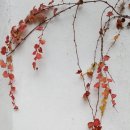 선화여인숙 네이버블로그