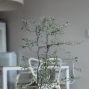 크로키아 이미지