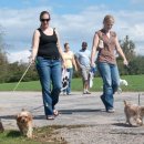 강아지산책 이미지