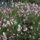 신현2농로 이미지