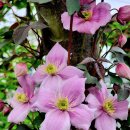 클레마티스 이미지