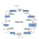 골든PC | 정발산PT 지방 태우는 골든타임? 회원을 위한 생체에너지학 정리