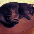 멋진 고양이 이미지