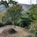 상목산(아기자기한 소나무 숲길을 걷다)- 김제 금구 이미지
