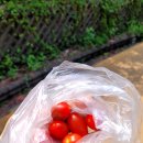 산아래토마토 이미지