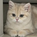 판교365약국 | 다몬일지 | 한쪽 눈 부음 5일차, 다래끼였다