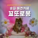 송파애견카페 꼬또로몽 방문 후기