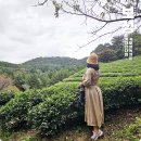 전남 보성 여행 대한다원 녹차밭 녹차 꽃구경 10월 가을여행지