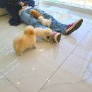 마마스미독 강아지분양 부산덕천점 이미지